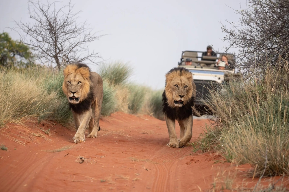Namibia Explorer  - Speciale Pasqua 2026