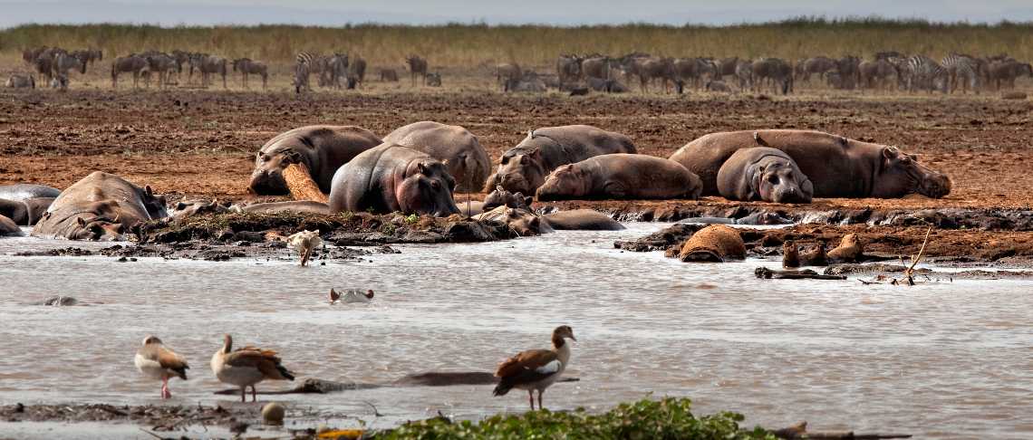 Incontri a Nakuru Kenya