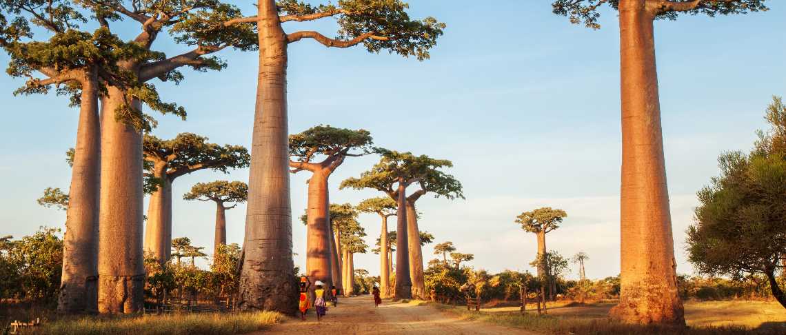 African Explorer | Tour Operator | Gli specialisti dell'Africa | Spiagge  del Madascar e cosa vedere Madagascar