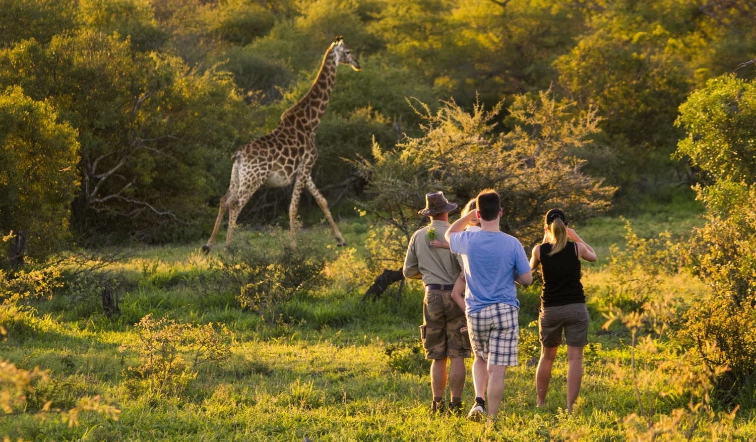 safari sud africa costo