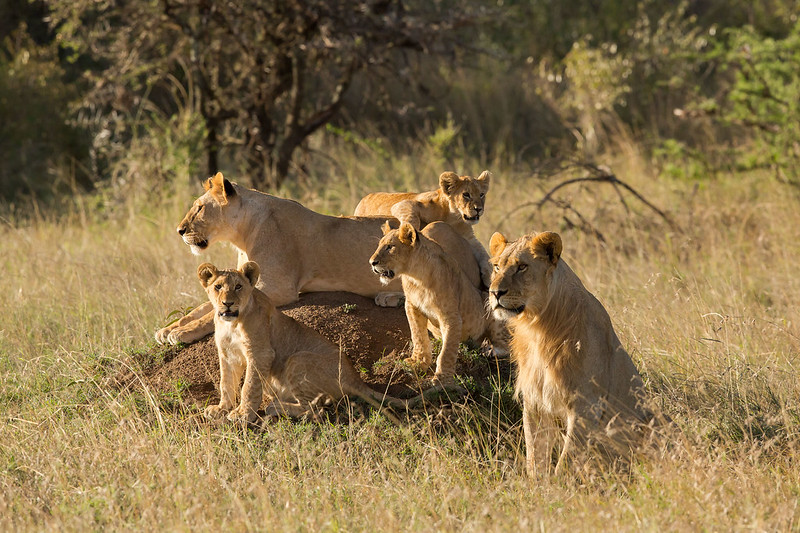 safari in kenya con bambini