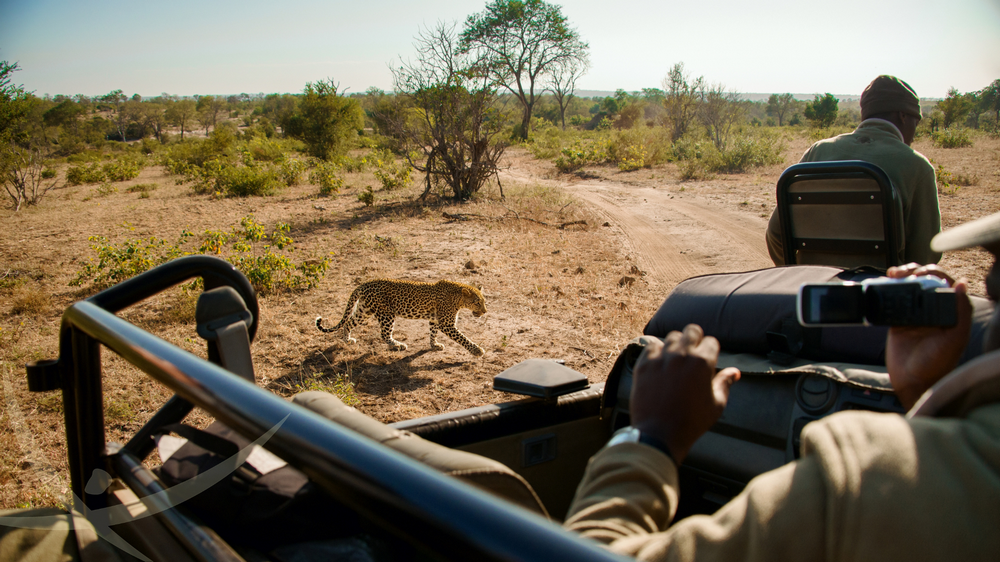 africa safari sud