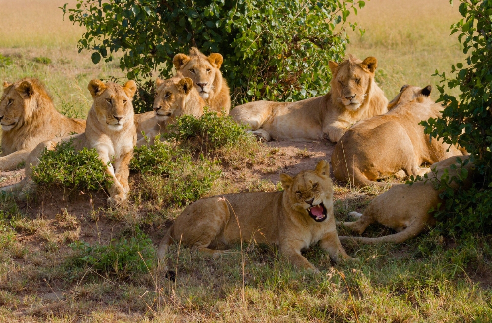 Kenya Explorer - 16  Agosto