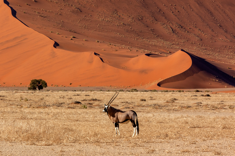 Namibia Explorer - Luglio e Agosto