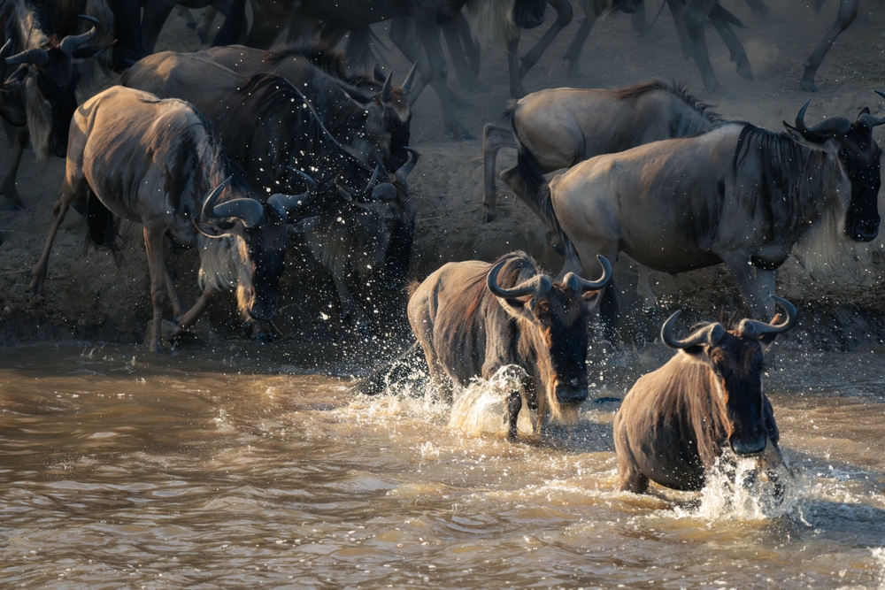 Tanzania dal Serengeti a Zanzibar - Agosto