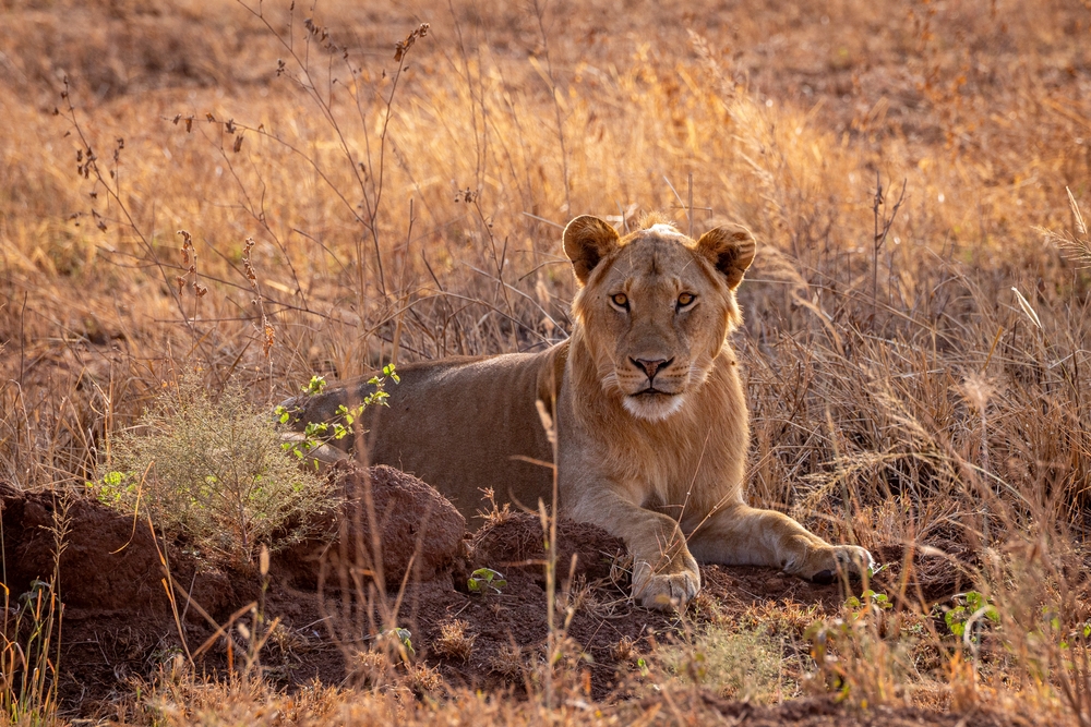 Kenya dal Mara al mare - 2 Agosto