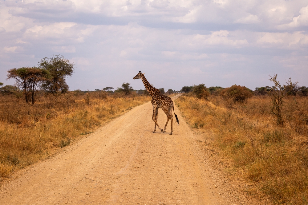 Kenya Explorer e mare - 9 Agosto