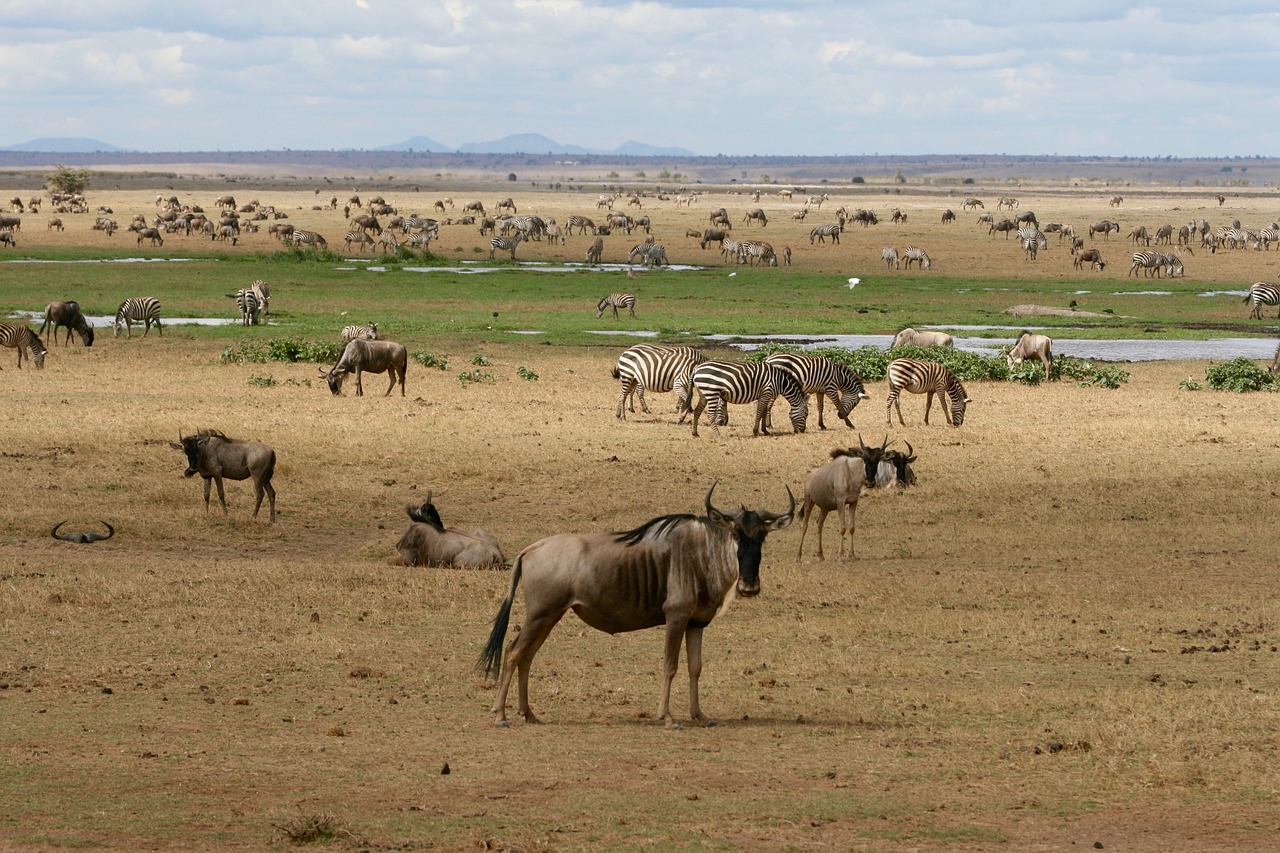 Kenya Explorer - 16 Agosto