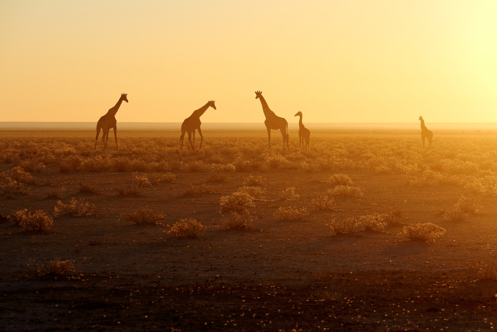 Namibia Smart - 26 Ottobre