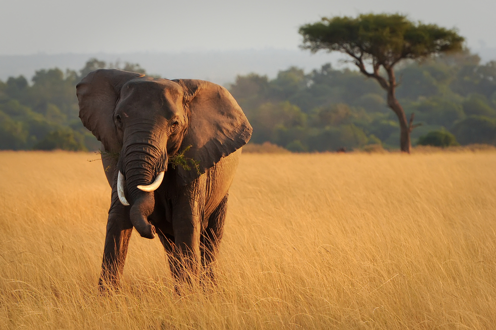 Kenya Explorer e mare - 16 Agosto