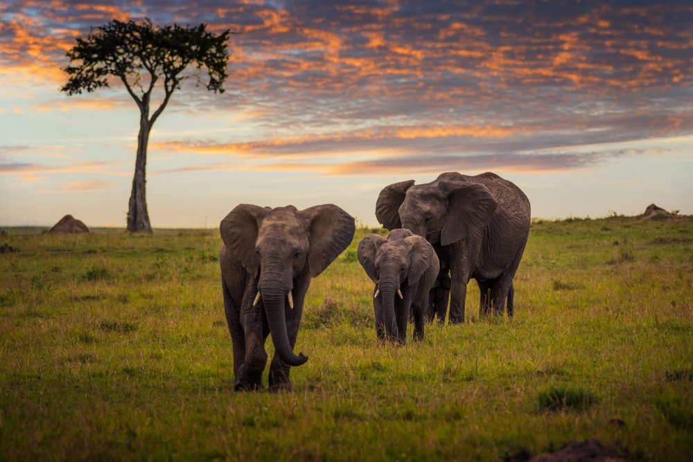 Tanzania Insieme - 14 Giugno