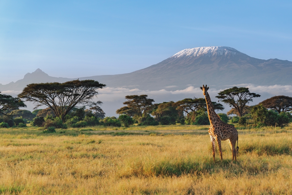 Kenya Amboseli, Tsavo e mare - 14 Agosto