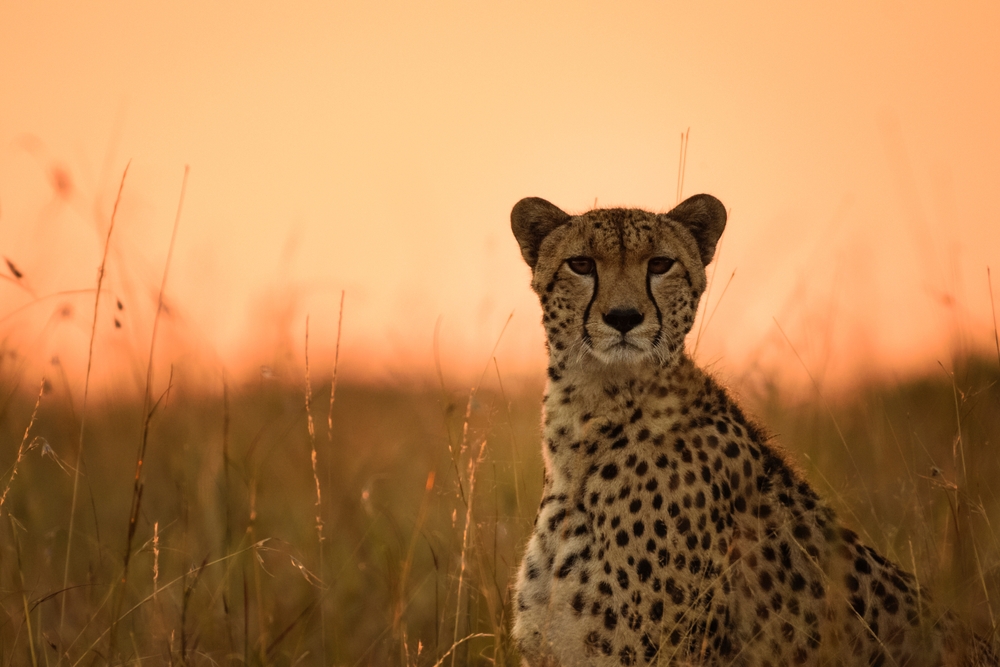 Kenya Explorer e mare - 1 e 8 Agosto