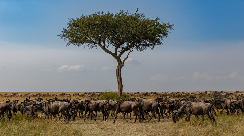 Kenya dal Mara al mare - 1 e 8 Agosto